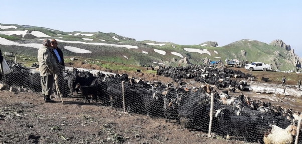 Yollar Açıldı Çiftçiler Yaylaya Akın Etti