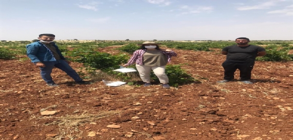 Bağ Salkım Güvesi İle Mücadelede Feromon Tuzak Kurulumu