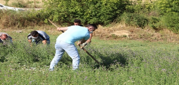 Kaymakam Solmaz Çiftçiyle Tırpan Tutup Orak Salladı