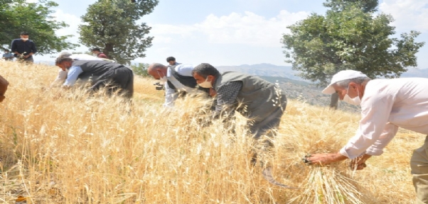 DENGBEJLİK Eşliğinde Buğday Hasadı Başladı