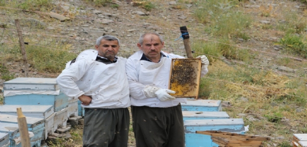 Şırnak`ta İlk Bal Hasadı Kel Mehmet Dağlarında Yapıldı