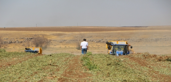 Bakan Pakdemir, Şırnak Yer Fıstığı Üretiminde 3`üncü Sıraya Yerleşti