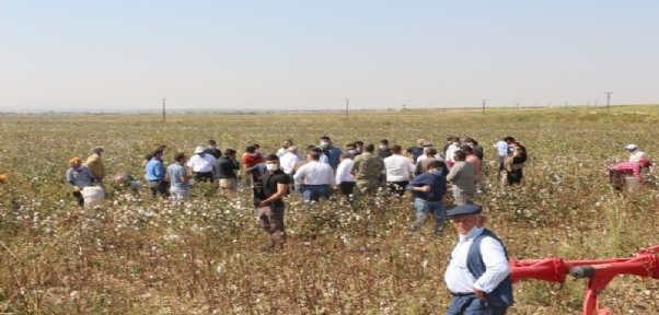 Silopi`de 19 Bin Dekarlık Alanda Pamuk Hasadı Başladı