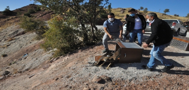 Şırnak`ta Tedavi Edilen Kartal, Kerkenez Ve Şahinler Doğaya Bırakıldı