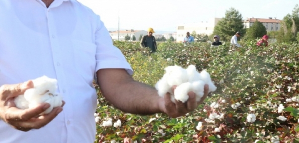 Gaziantep`te beyaz altın bereketi