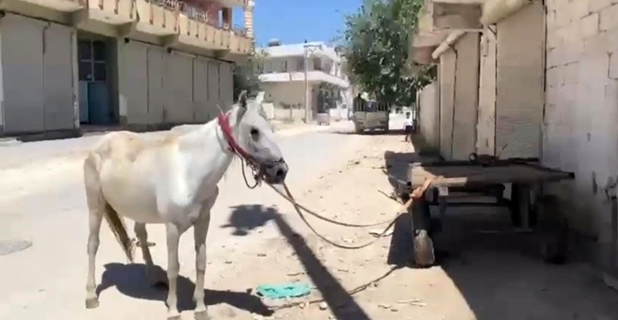 Yeni aldığı at hayatının şokunu yaşattı