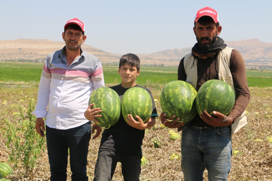 Diyarbakır’da karpuz hasadı başladı