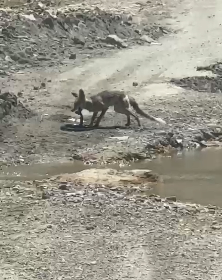 Tilki ile yılanın yaşam savaşı