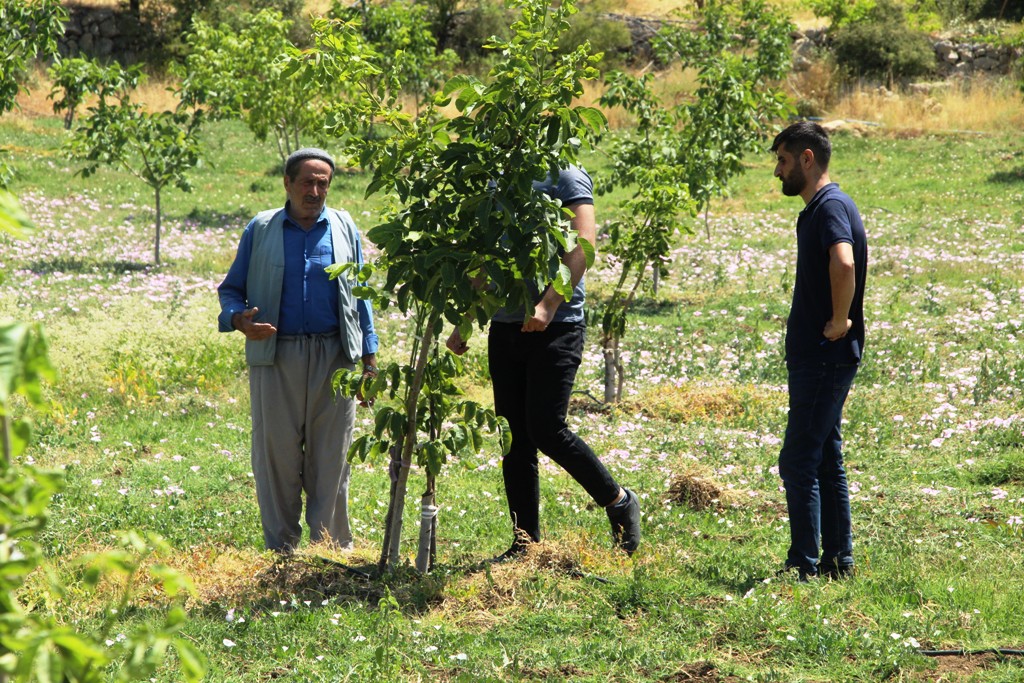 CEVİZ AĞAÇLARINDA VERİM 'KABUK ALTI' AŞISI İLE BİRE BEŞ ARTIYOR