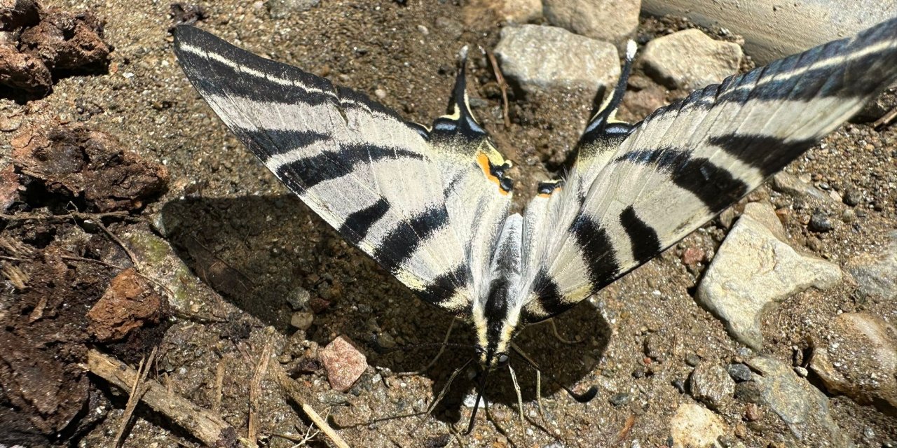 Türkiye’de nadir görülen zebra kırlangıç kuyruklu kelebek görüntülendi