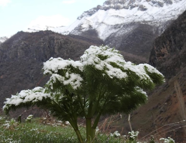 ŞIRNAK'TA İKİ MEVSİM BİR ARADA YAŞANIYOR