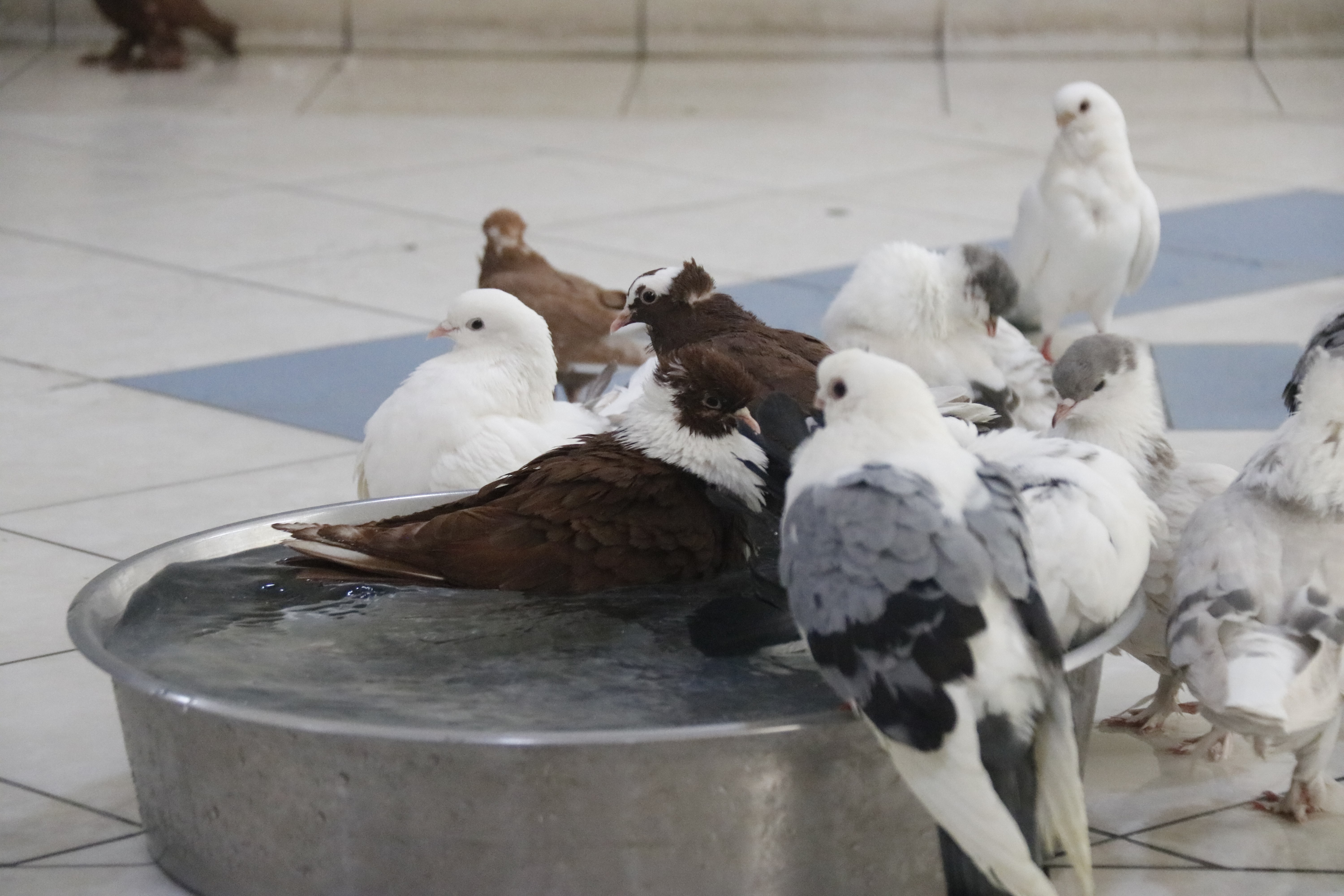 “Güvercin Otel”de kalan binlerce güvercin klimalı ortamda leğene doldurulan suya girerek serinliyor