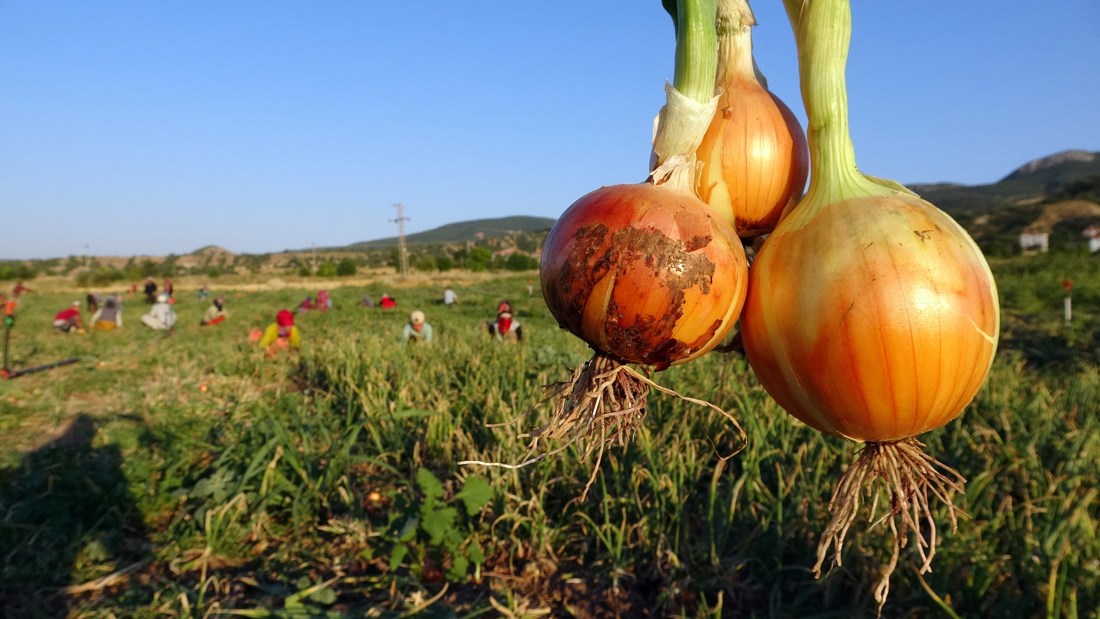 Soğan tarlada 5, tezgahta 15 lira