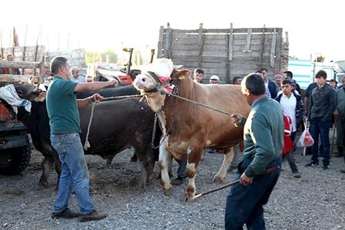 Şap alarmı, 15 köy karantinaya alındı