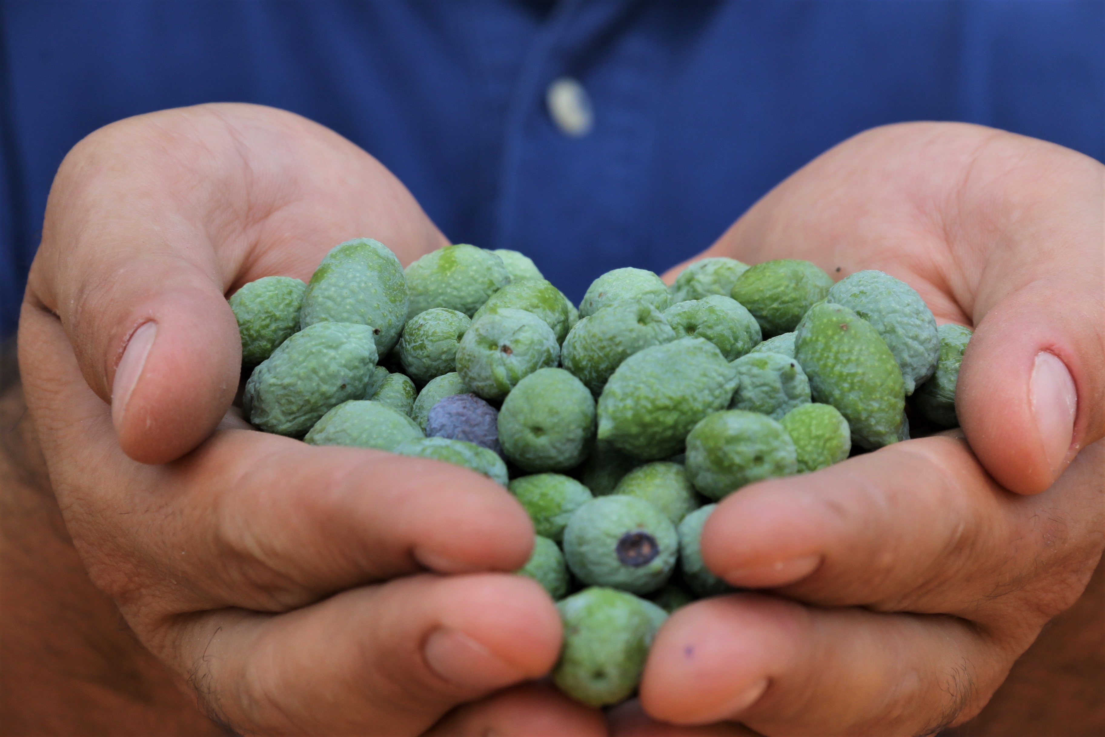 Çöl sıcakları zeytin üretimini vurdu, yüzde 50 kayıp bekleniyor