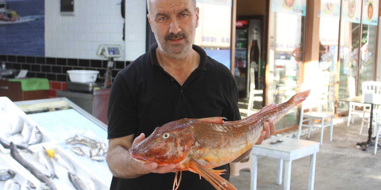 Mezgit avlarken 5 kilogramlık kırlangıç yakaladılar: Kilosu 500 TL