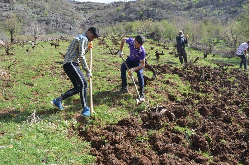 BAHAR İLE BİRLİKTE ÜZÜM BAĞLARI SEFERBERLİĞİ BAŞLADI