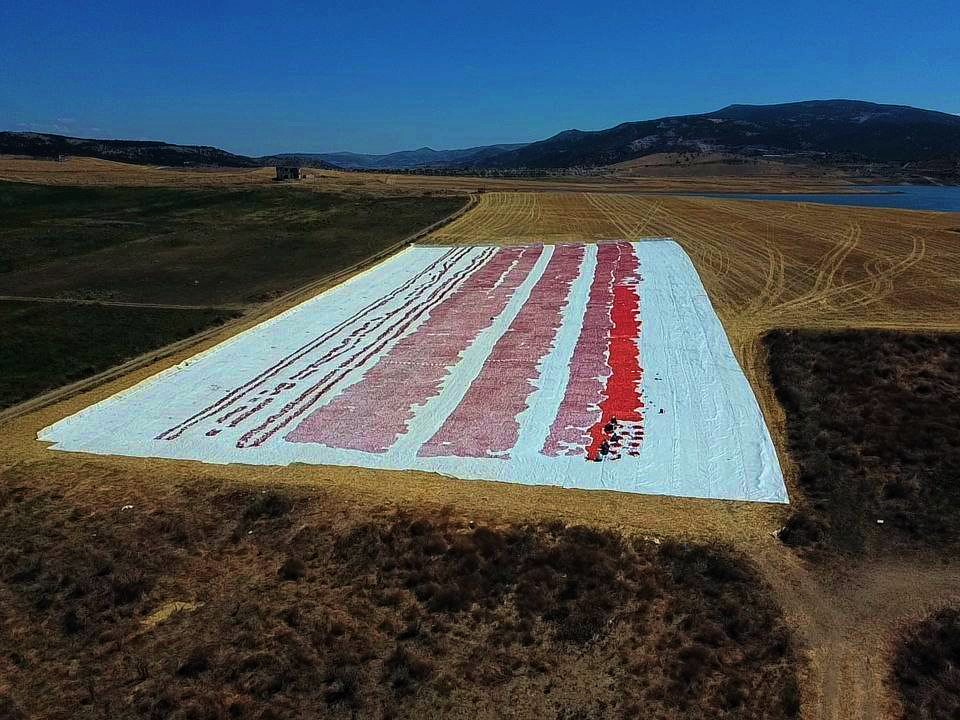 Kurutulmak için serilen domatesler tarlaları kırmızıya bürüdü