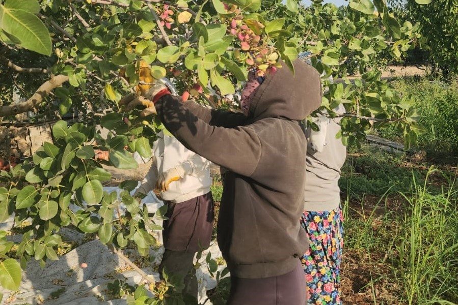 Şanlıurfa ve Siirt fıstığına rakip: Diyarbakır fıstığında hasat başladı