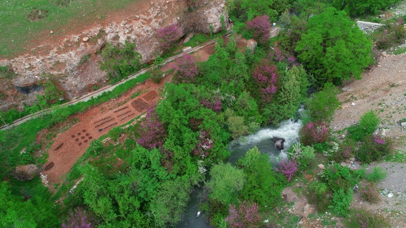 Çiçek açan erguvan ağaçları görenleri hayran bırakıyor