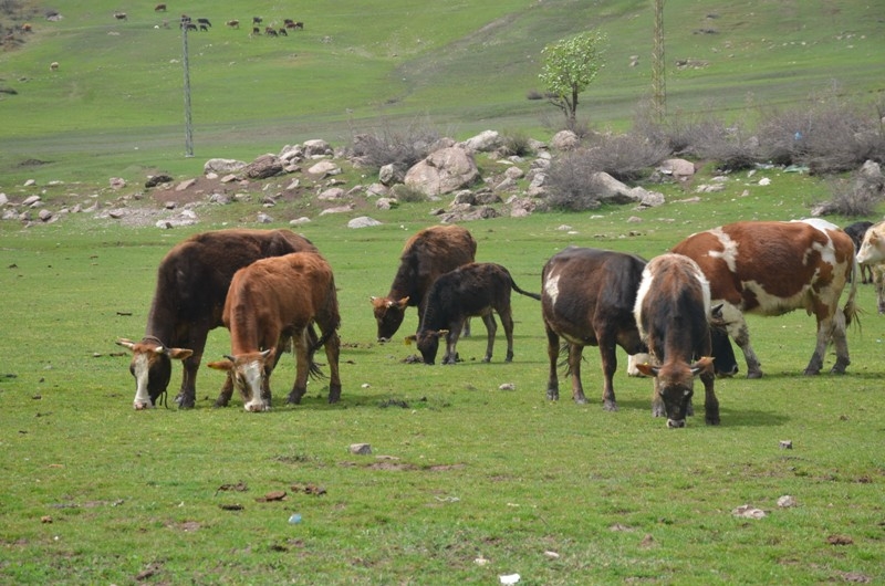 Ahırlarda bekletilen büyükbaş hayvanlar artık yaylaya çıkıyor