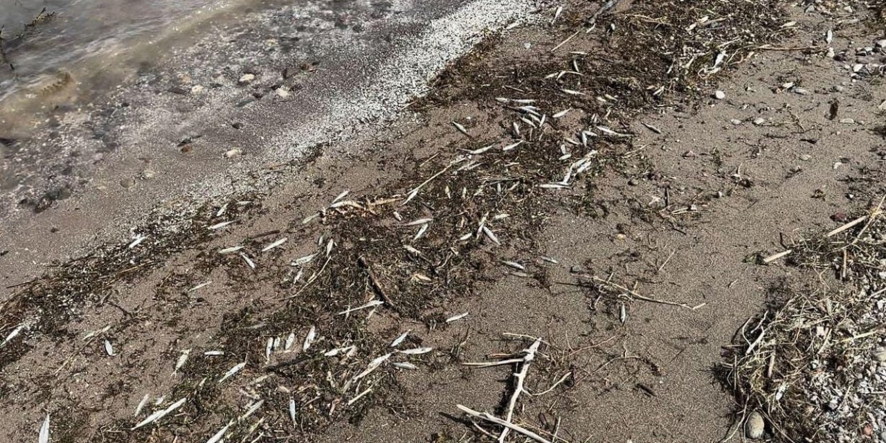 Kıyıya vuran binlerce ölü balık, halkı tedirgin ediyor