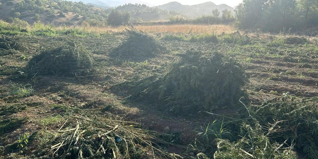 Milyonlarca kök kenevir ve 1,5 ton esrar ele geçirildi