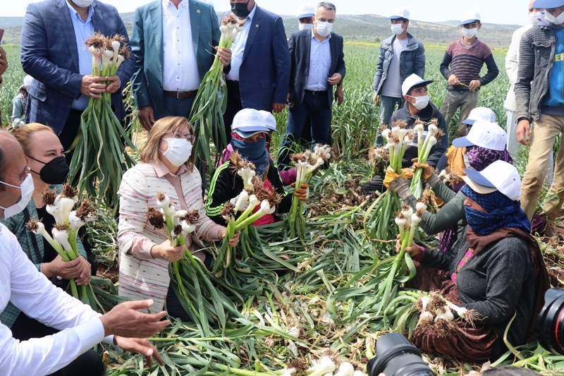 ŞİFA DEPOSU ARABAN SARIMSAĞININ HASADI BAŞLADI