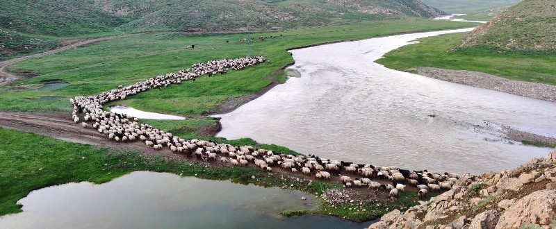 Şırnak'ta yaylalara akın başladı