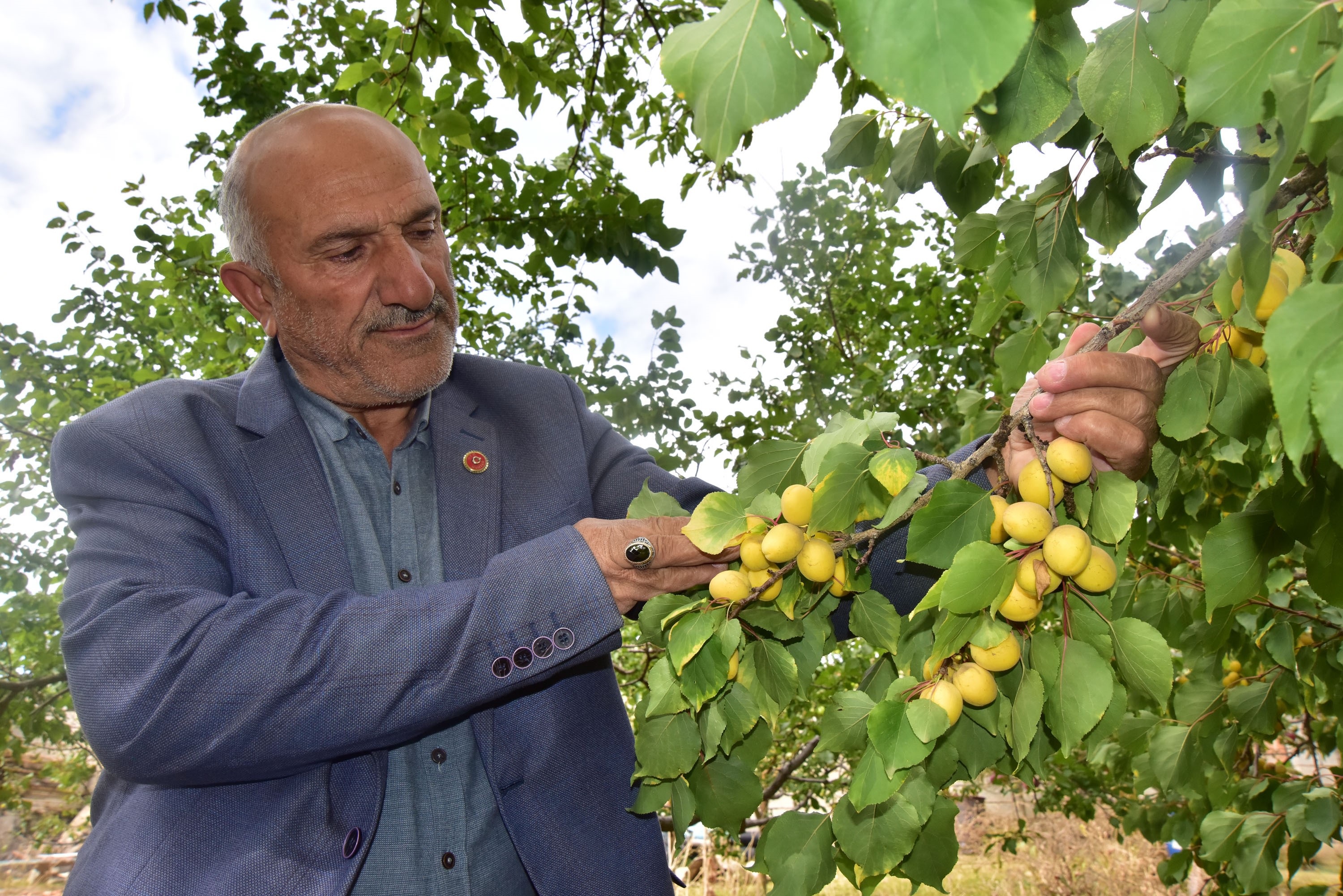 Bu ağaç yine  şaşırttı! Sonbaharda meyve hasadı başlıyor