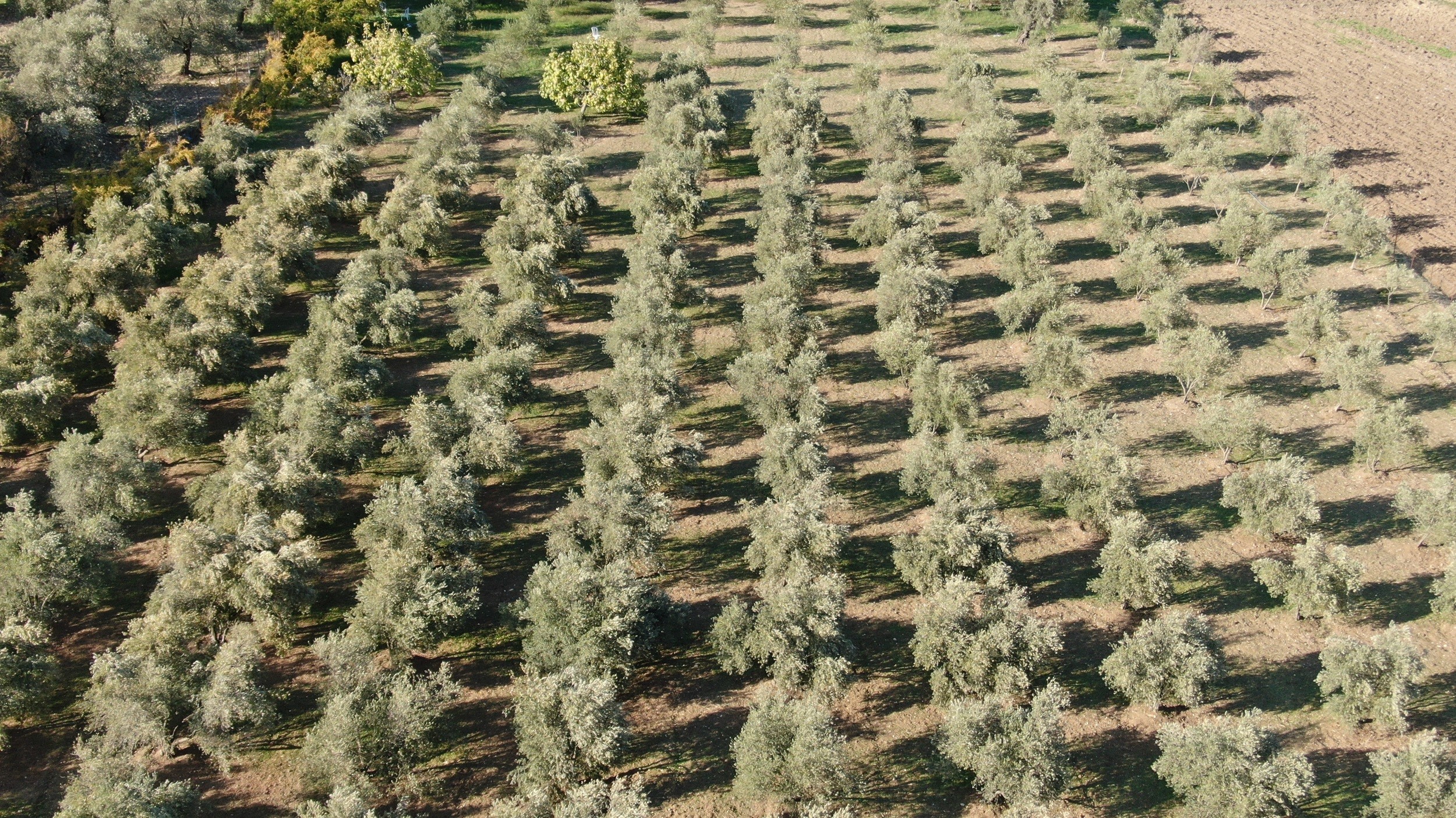 Zeytin festivali buruk başladı