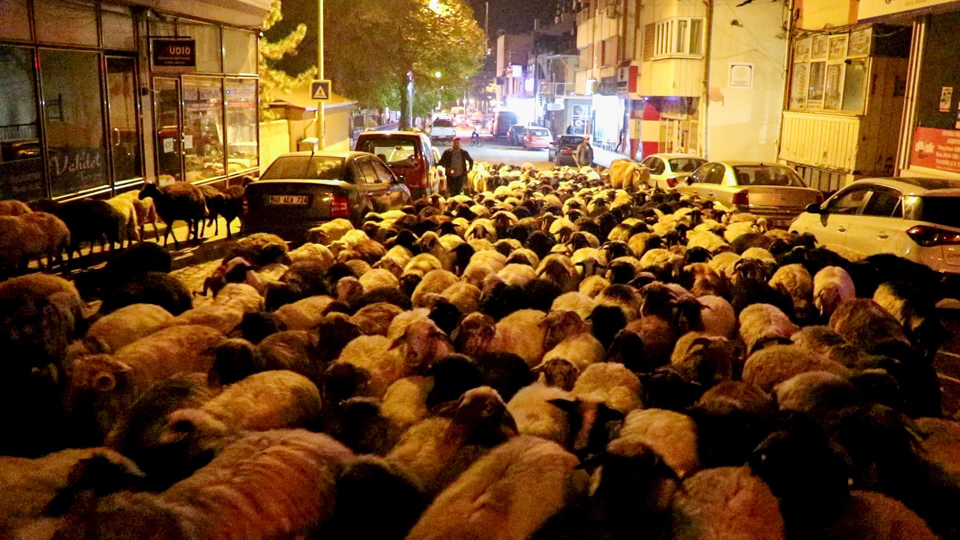 Koyunlar il merkezine İndi, İlginç görüntüler kamerada