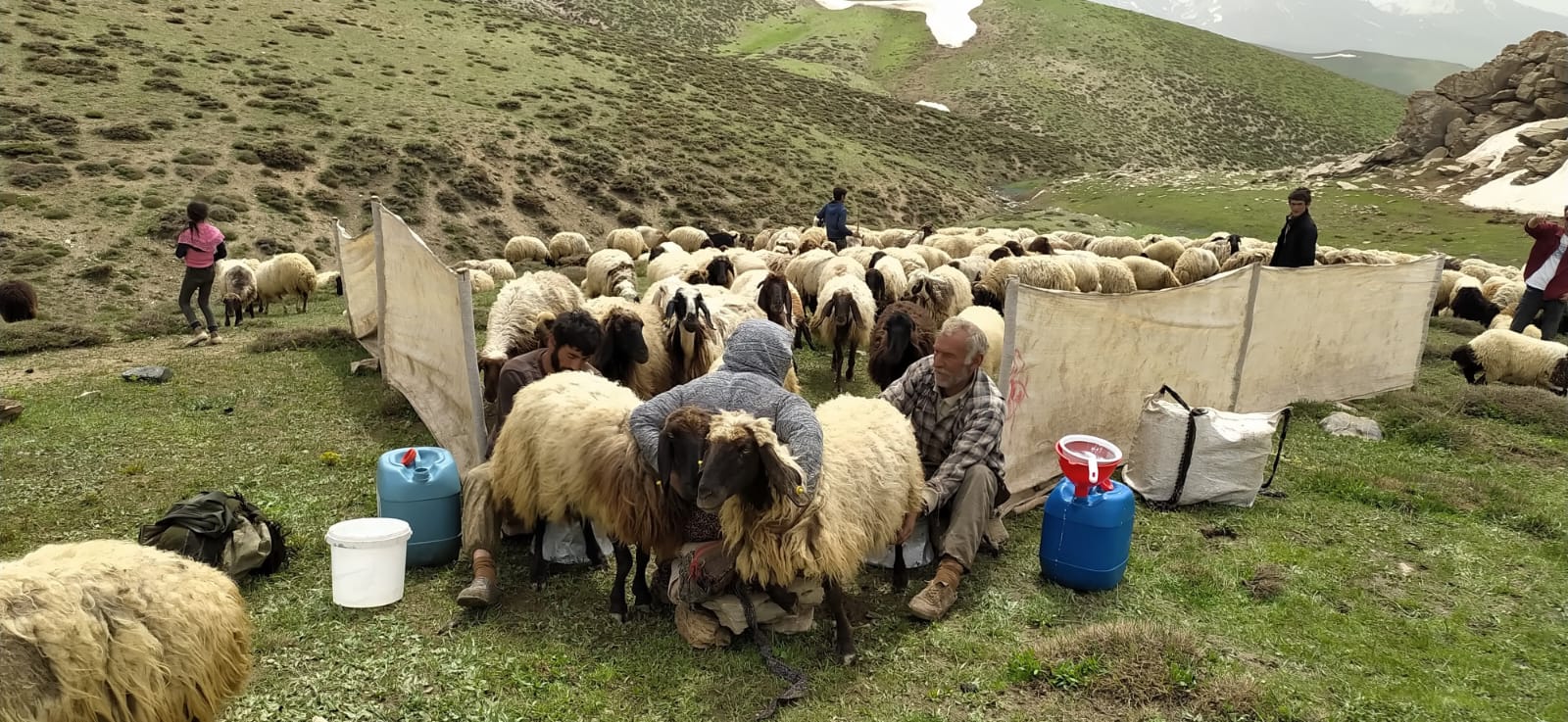 Şırnak’ta Küçükbaş Hayvan Sayısında Düşüş