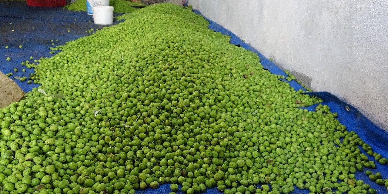 Mardin'de zeytin sevinci. Rekolte geçtiğimiz yılı katlayarak rekora ulaşabilir