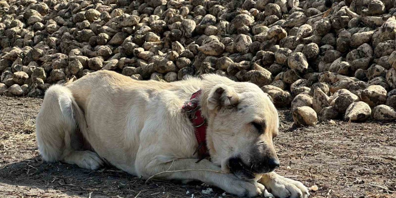 Bu köpek yediği şeyle şaşırtıyor. Herkes inanmakta güçlük çekiyor