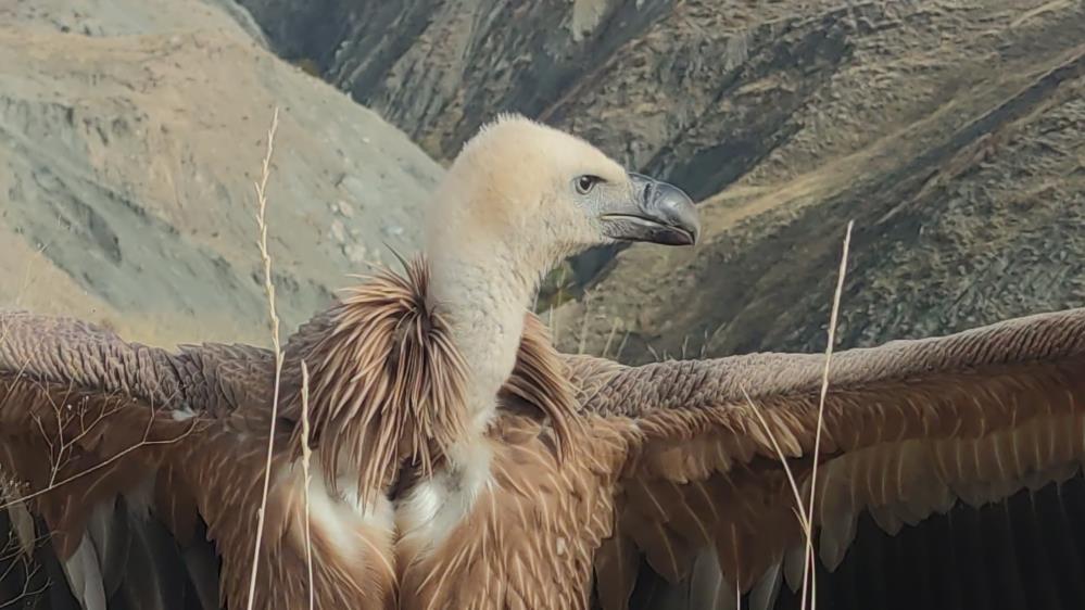 Sağlığına kavuşan Kızıl akbaba Doğa’ya bırakıldı