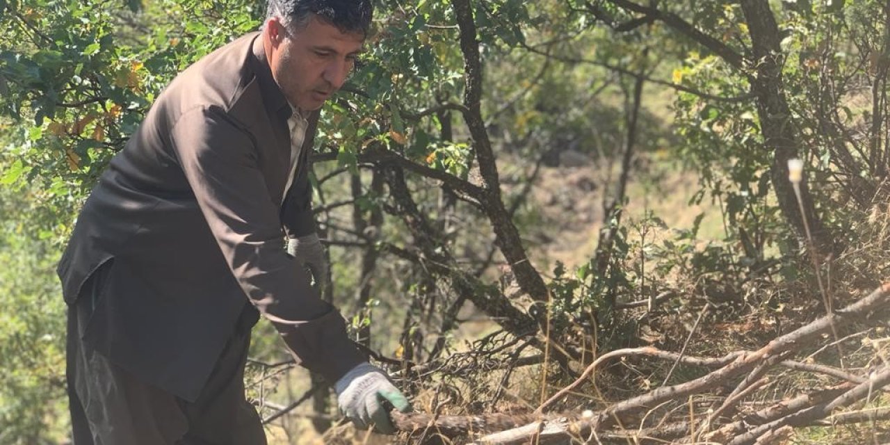 Sabahın erkek saatlerinde 1200 rakımda topluyorlar. Binlerce TL tasarruf sağlıyorlar