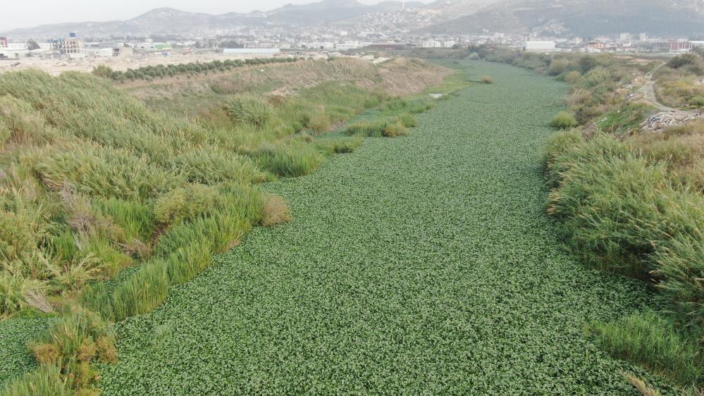 Su sümbülleri, nehri kapladı!