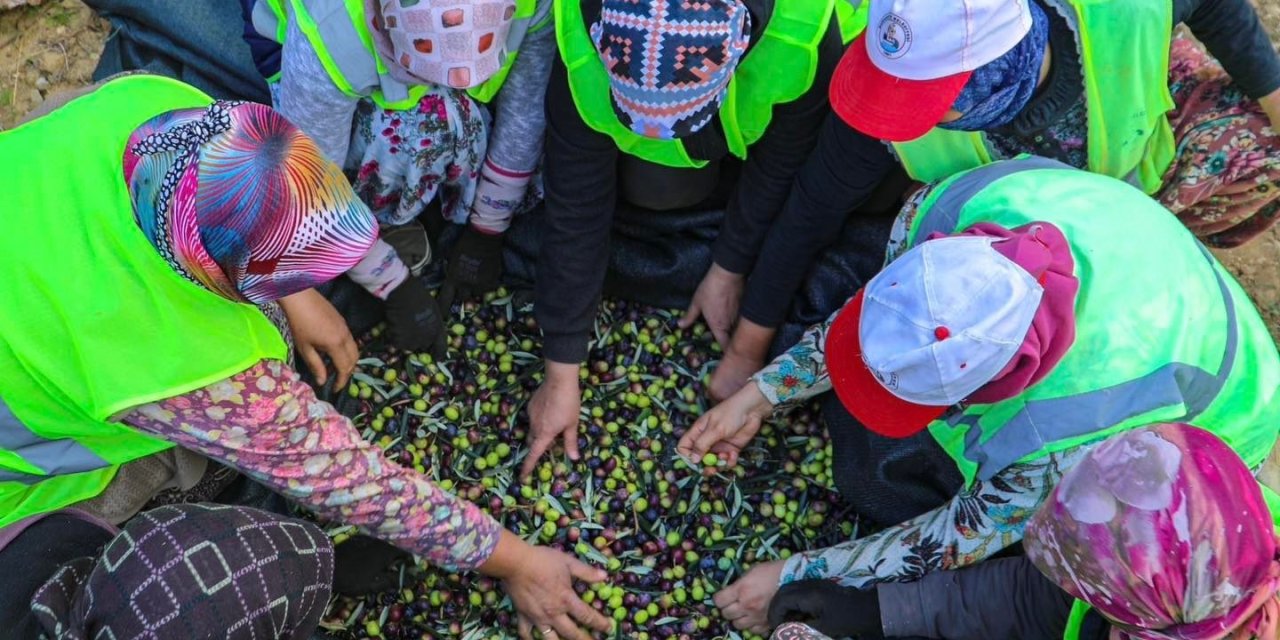 Zeytinin başkenti olarak biliniyor. Hasat sezonu başladı. Bu yıl zeytinyağı sıkıntısı var mı?