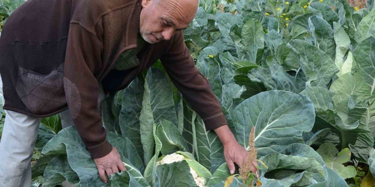 Yakınları bile inanmamıştı! Deneme amaçlı dikti, şimdi siparişlere yetişemiyor