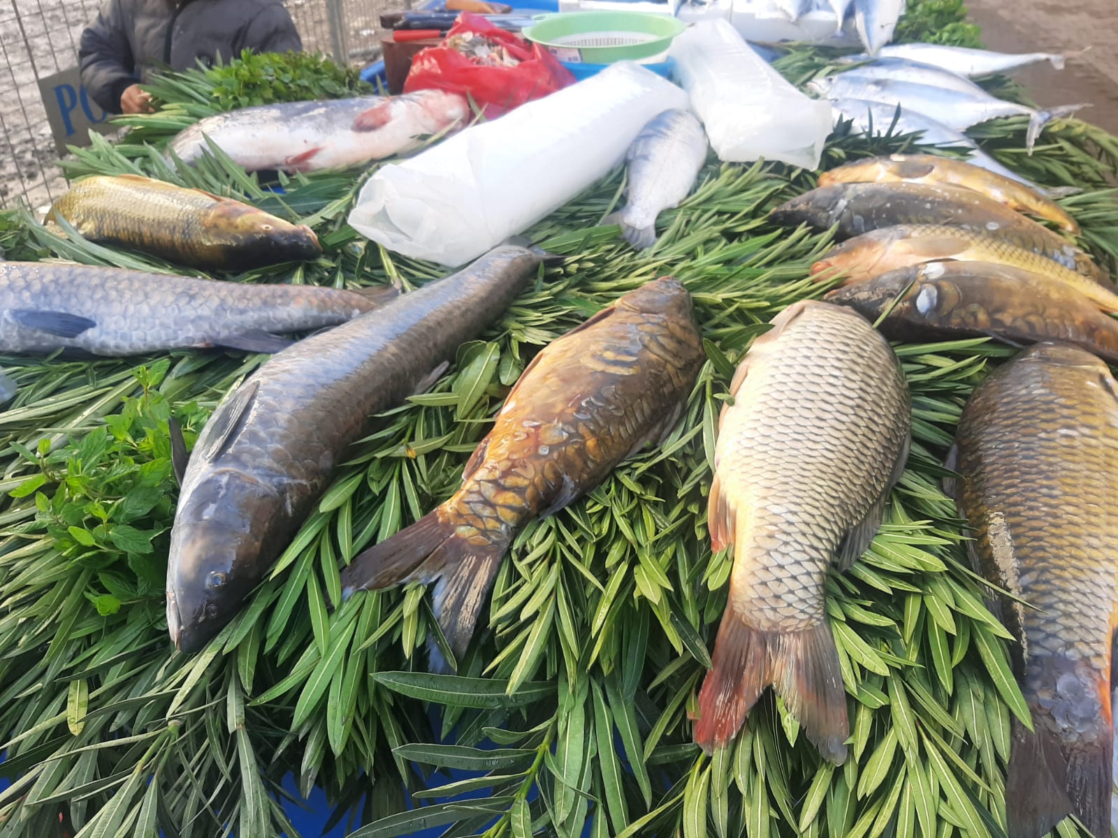 Şırnak’ta balık çeşitleri arttı