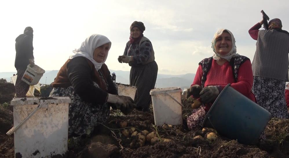 Patatesin hasadını yapan kadınlar alın teri ile evlerine katkı sağlıyor!