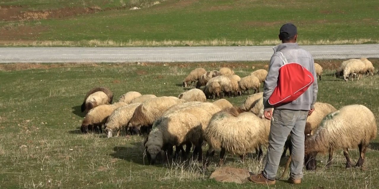 Çobanlara sigorta prim desteği