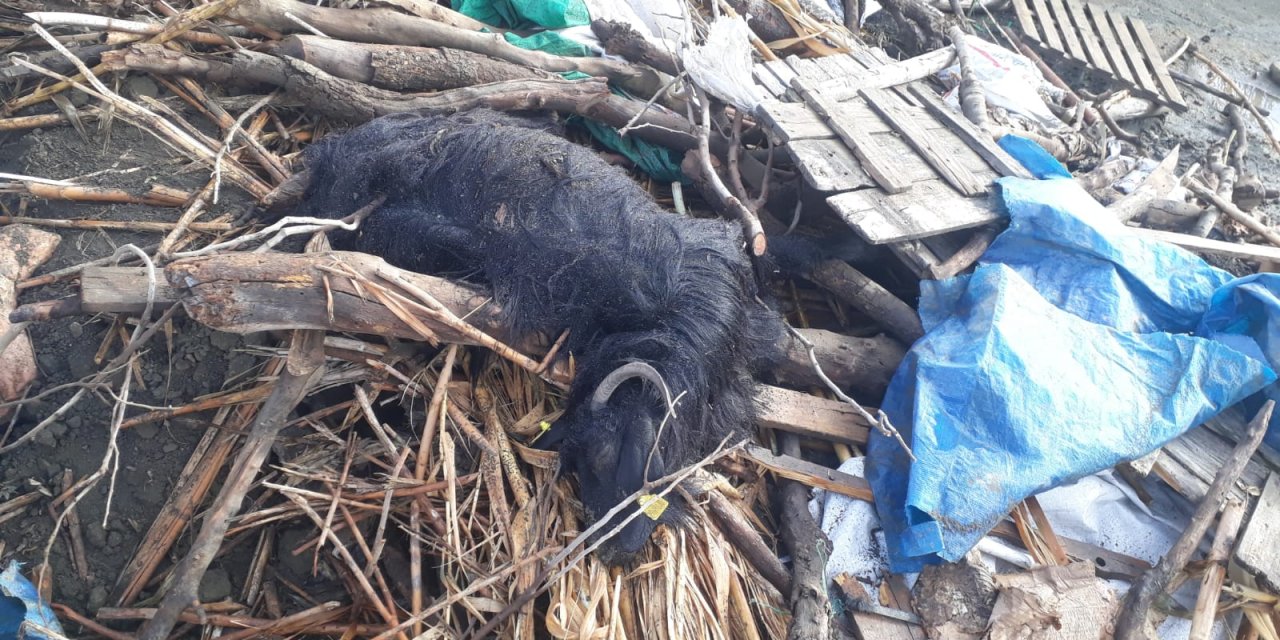 Şırnak’ta sağanak yağış ağıl çökertti, koyunlar telef oldu