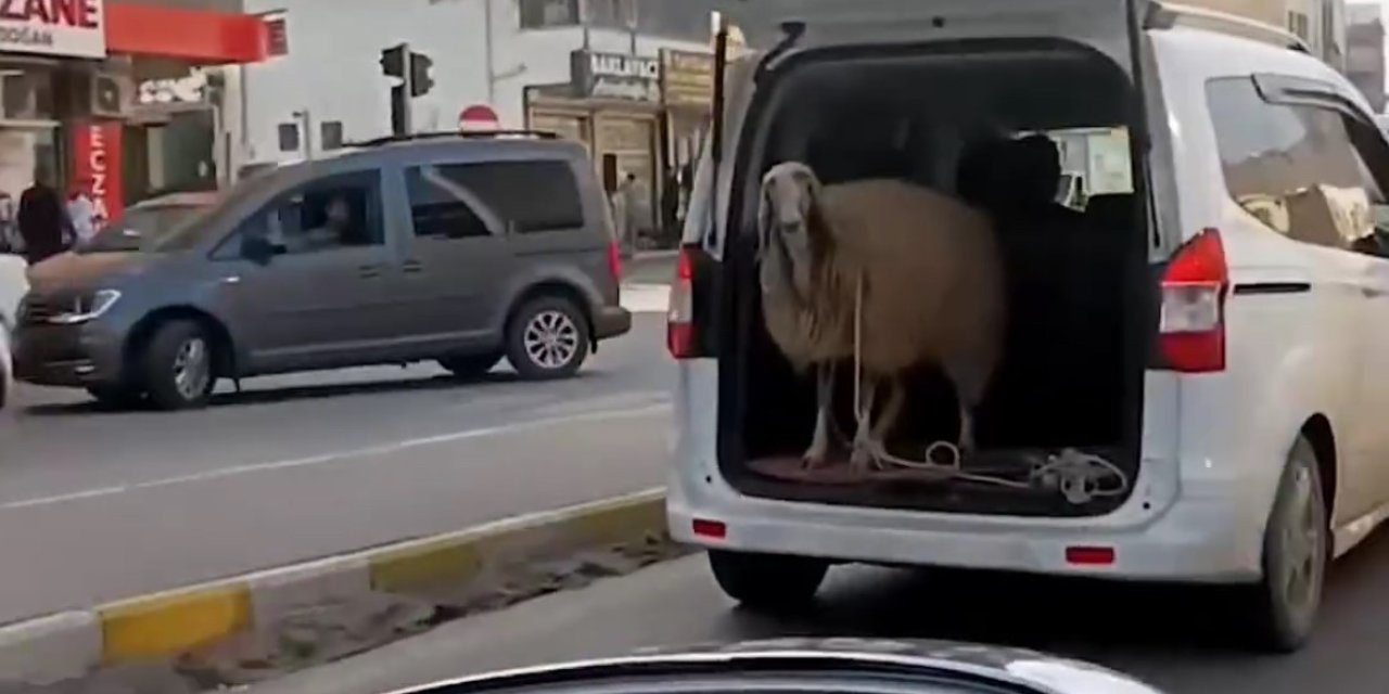 Silopi'de Koyunun araba bagajındaki yolcuğu böyle görüntülendi