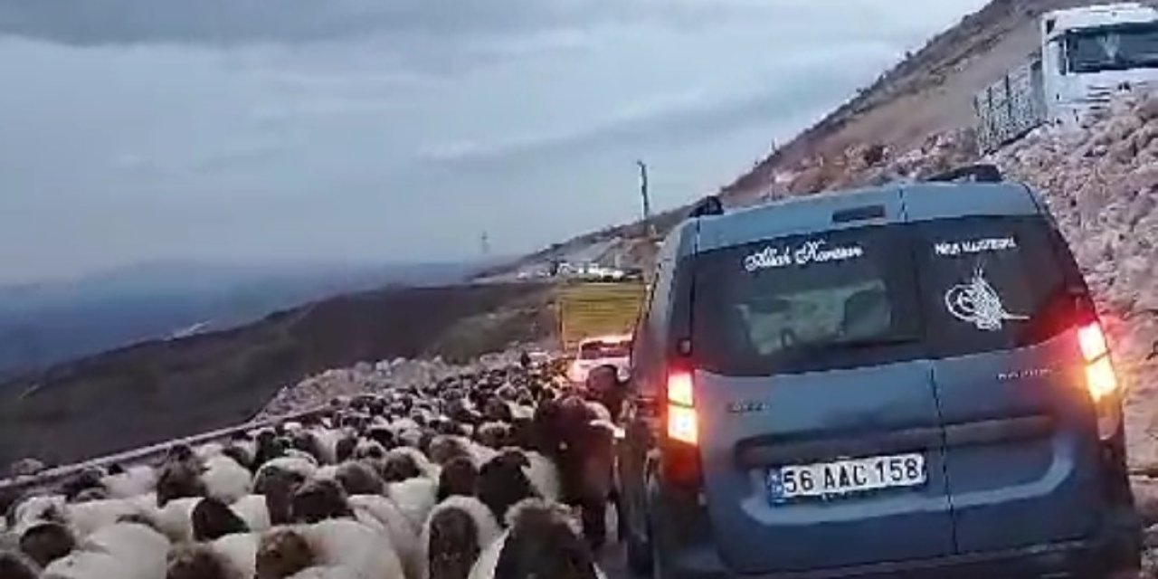 Koyun sürüsü yolu kapattı