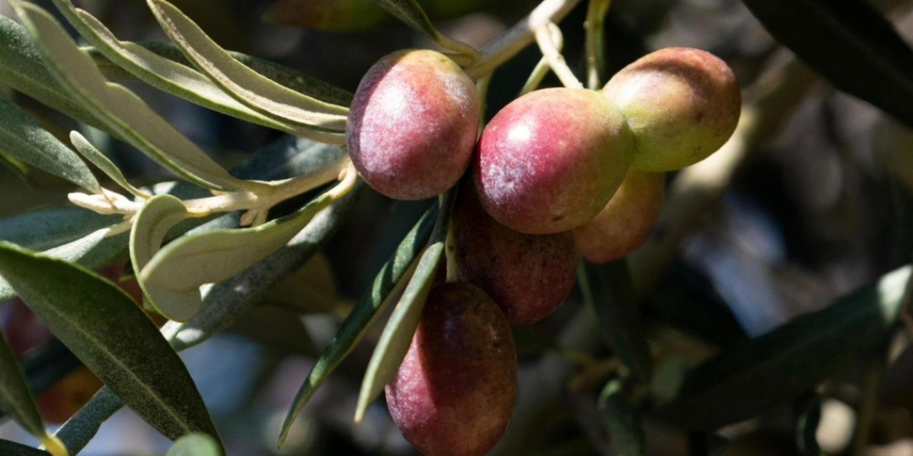 Zeytin Ve Ekmek Yarışması Finalistleri Belli Oldu