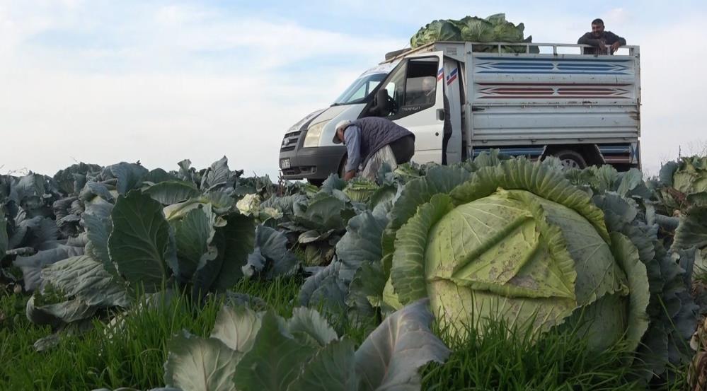 Muş lahanası Şırnak’ta satışa sunulacak!