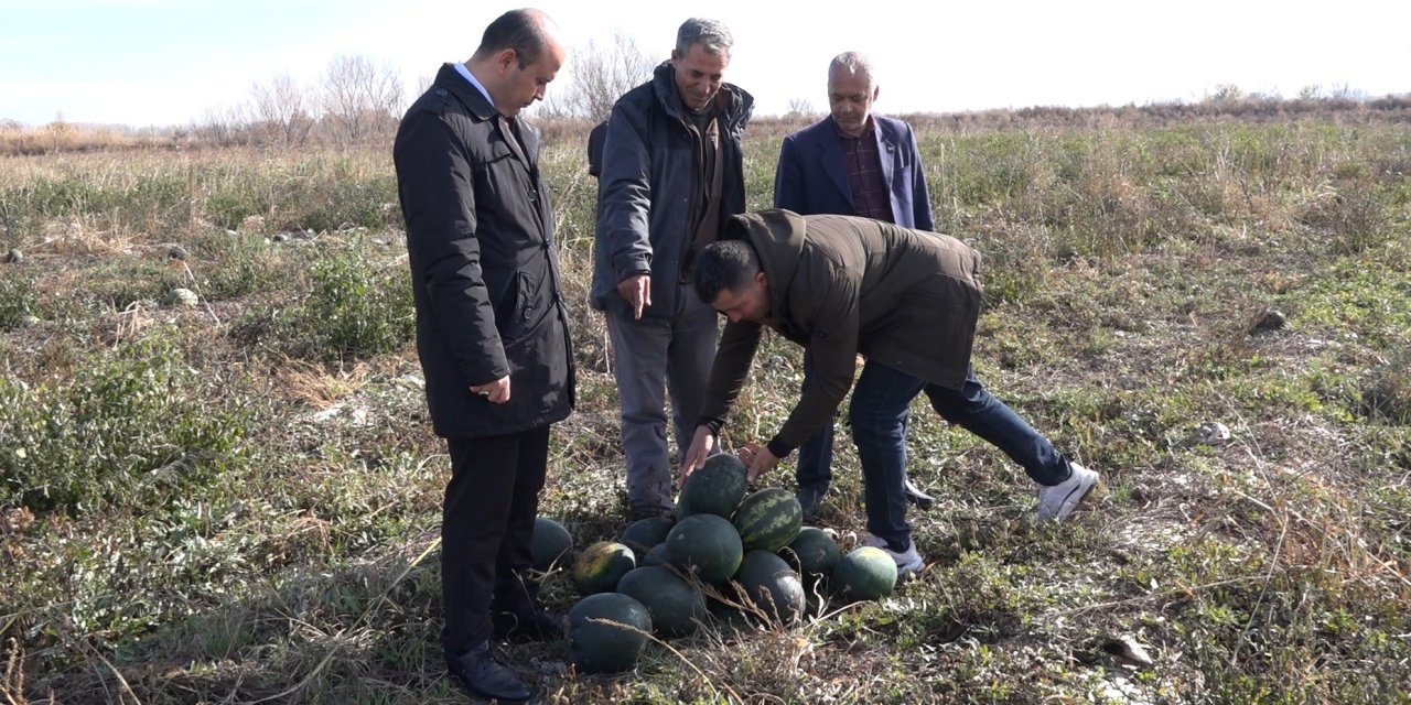 Türkiye'nin en soğuk bölgesinde Sonbaharda  karpuz hasadı başladı
