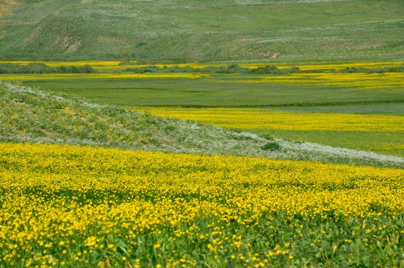 Faraşin Yaylasındaki renk cümbüşü görenleri hayran bıraktı